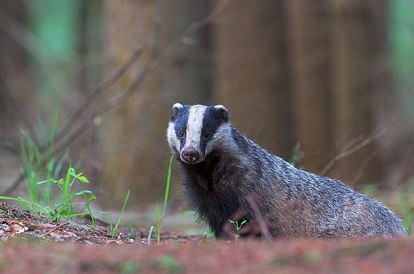 daytime image of a badger