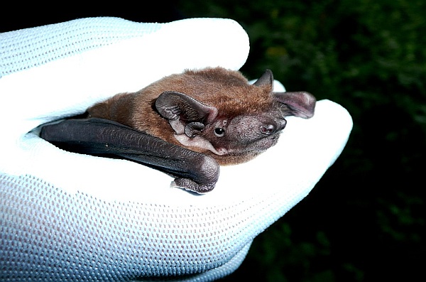 holding a bat wearing a white glove