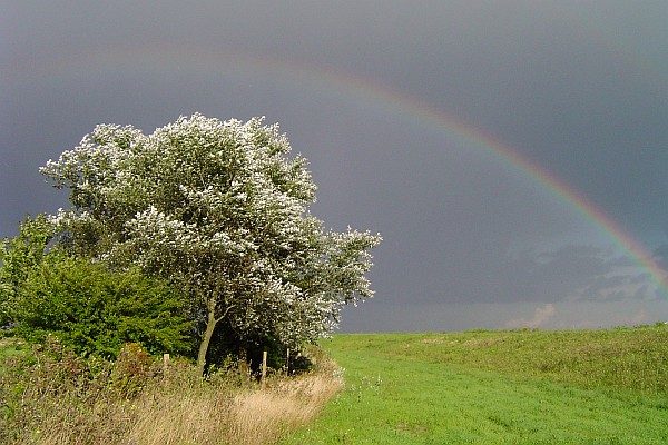 Image of a tree and rainbow in background