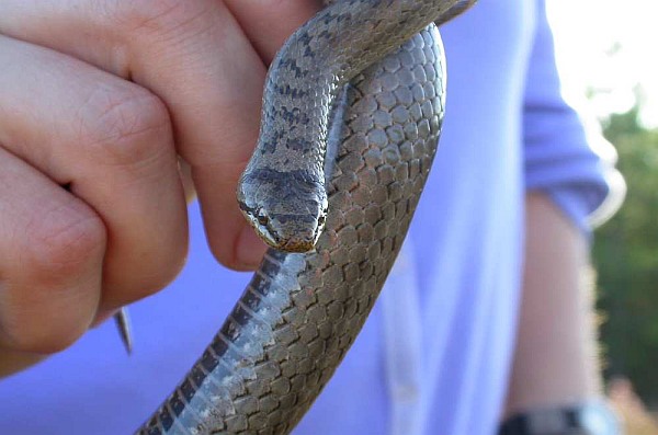 Holding a Smooth Snake