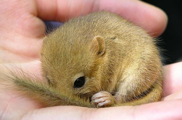 image of a dormouse