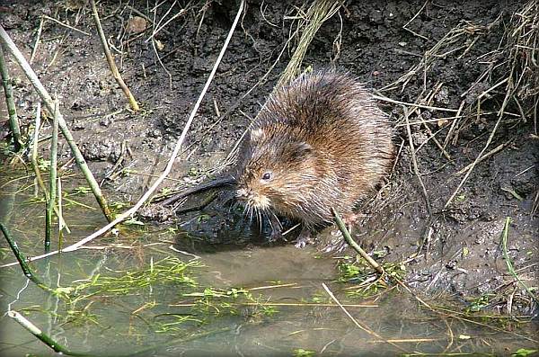 Image of Water Vole on bank near water