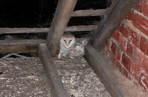 Barn Owl in Loft