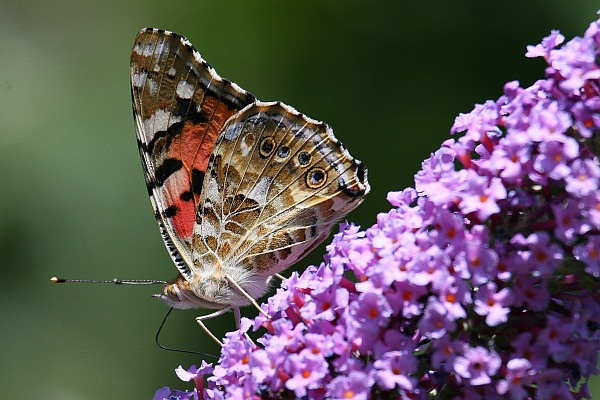 Painted Lady Butterfly