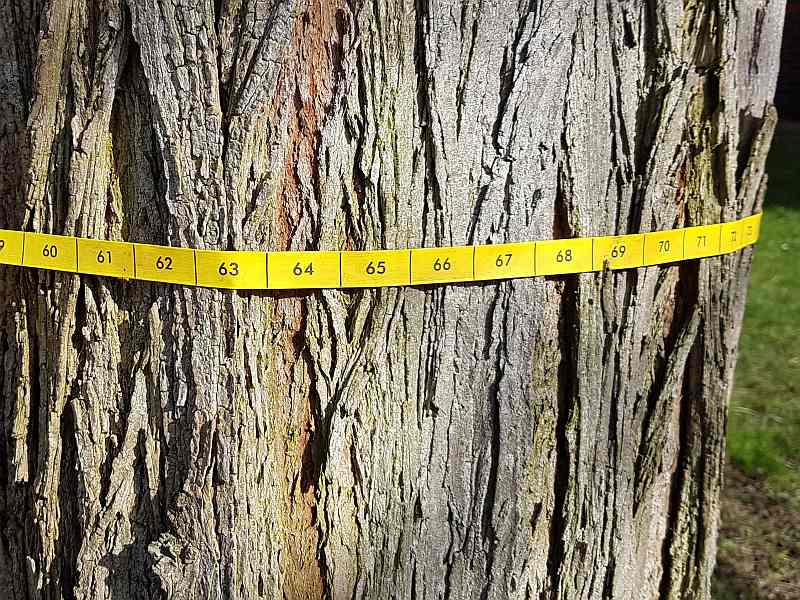 Image of tape measure around a tree